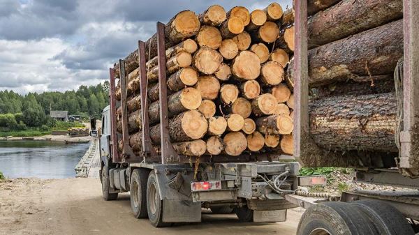 В Финляндии начался лесопромышленный кризис из-за запрета древесины из России