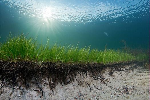 Морские водоросли защищают людей от супербактерий, выяснили ученые